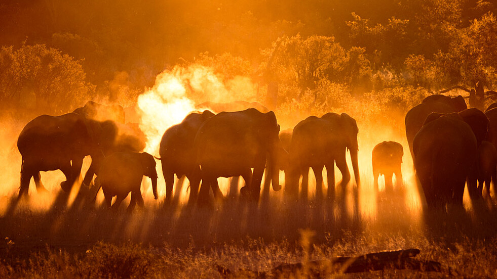 Herde Elefanten im Abendlicht in Simbabwe auf der Reise Sambesi mit TARUK.