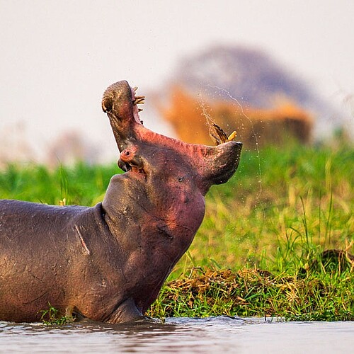 Hippo Flusspferd offenes Maul im Fluss Nsefu Sektor Sambia.