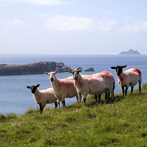 Schafe an der Küste von Irland