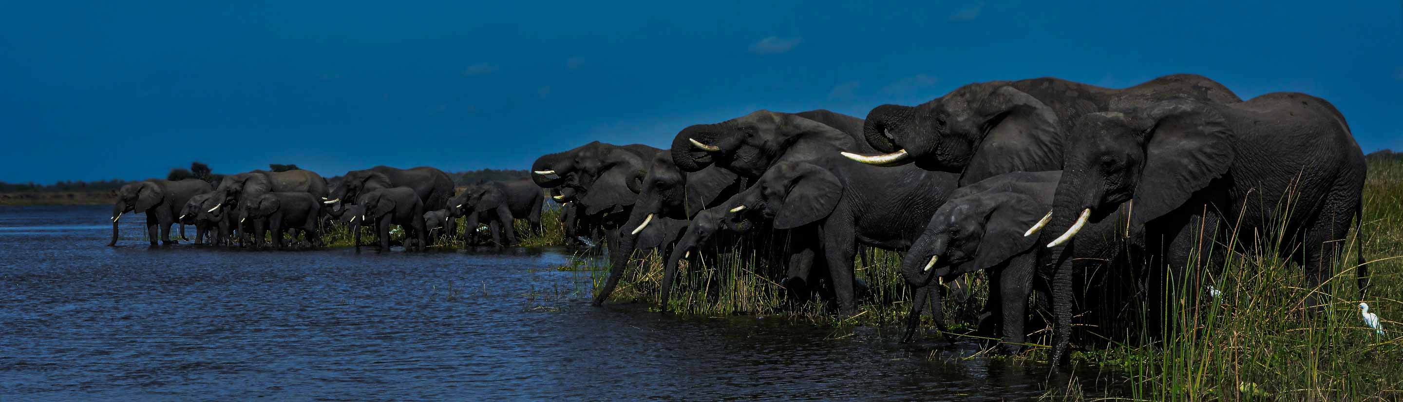 Elefantenherde am Shire Fluss im Liwonde Nationalpark in Malawi.