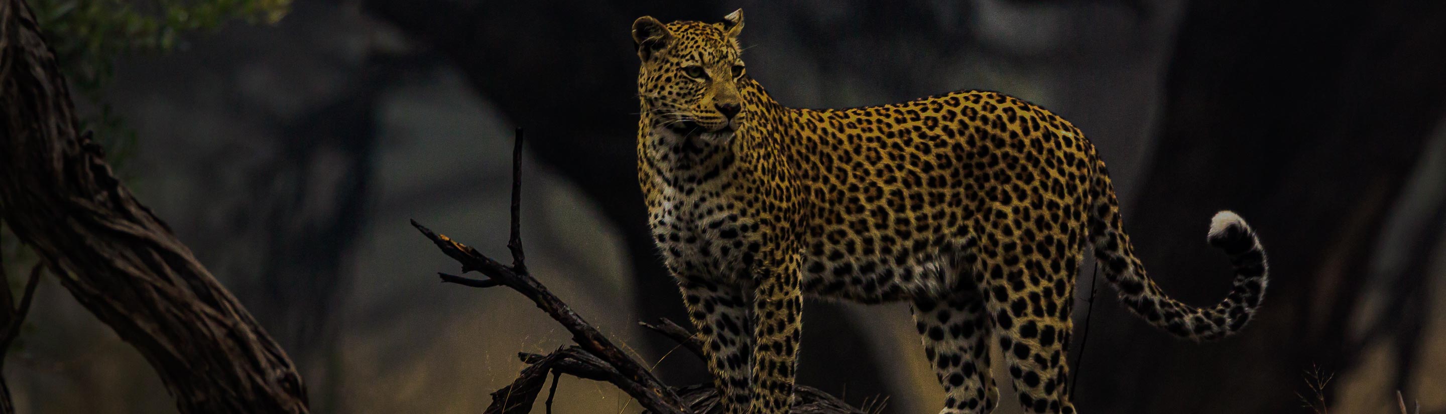 Sambia Reise Leopard