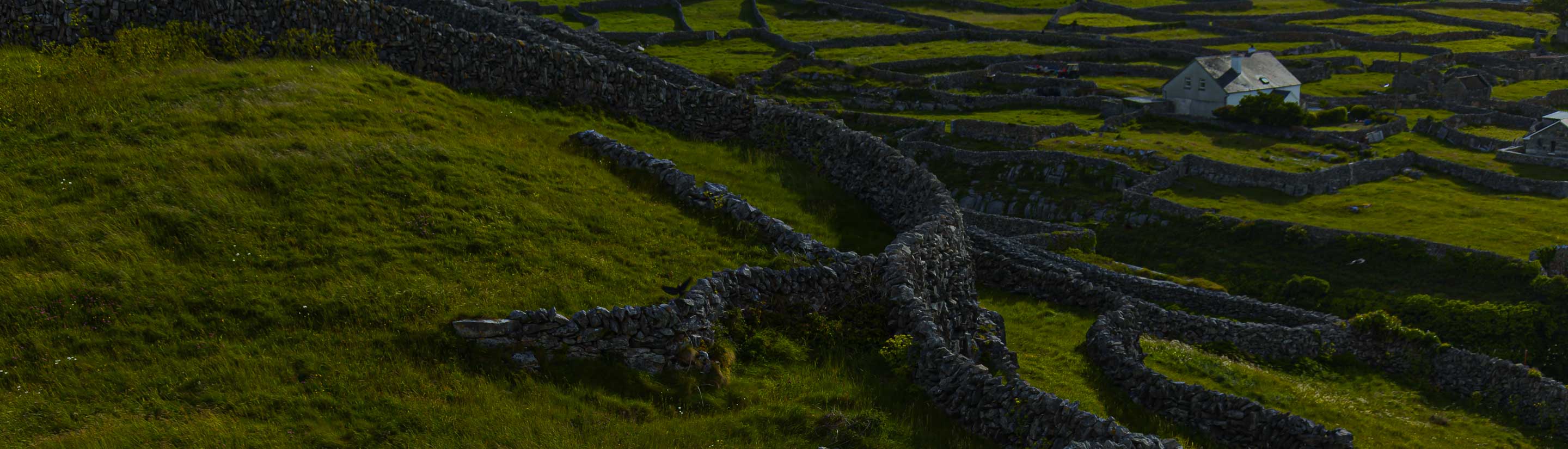 Irland Inisheer Insel Steinmauer grüne Wiesen