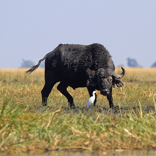 Büffel mit weißem Vogel im Chobe Nationalpark in Botswana