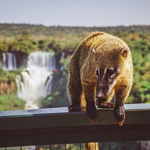 Nasenbär vor den Iguazú-Wasserfällen in Argentinien und Brasilien