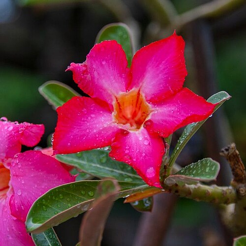 Blüte einer Frangipani-Tempelblume in Hoi An, Vietnam