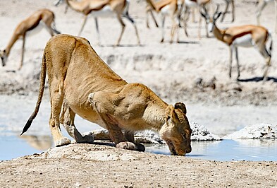 Löwe trinkt an Wasserloch in Namibia