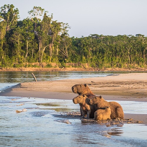 Capybara-Familie am Wasser im Pantanal in Brasilien