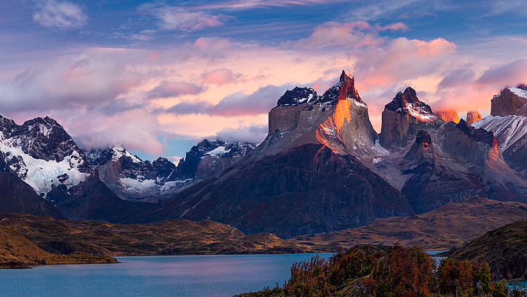 Glockenblume Torres del Paine Nationalpark.