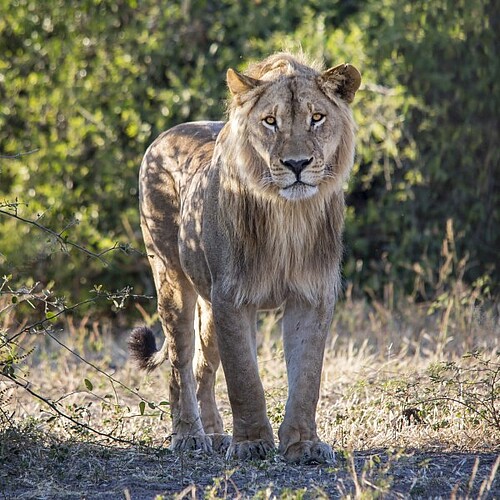 Löwe im Chobe Nationalpark in Botswana