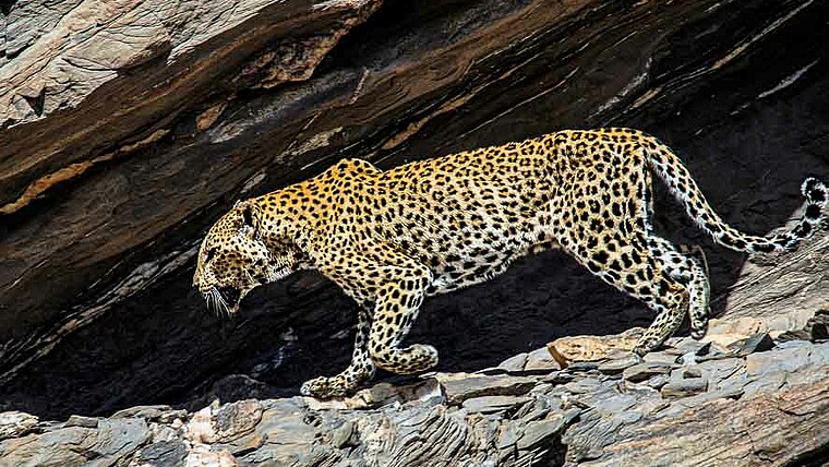 Leopard Botswana