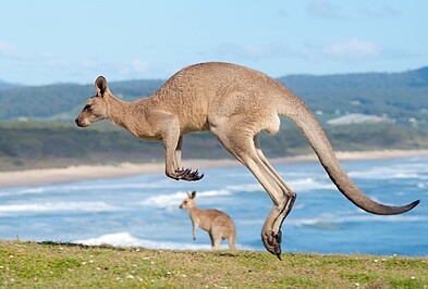 Hüpfendes Känguru an der Küste Australiens
