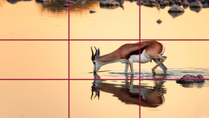 Goldener Schnitt auf einem Foto vom Springbock am Wasserloch in Namibia