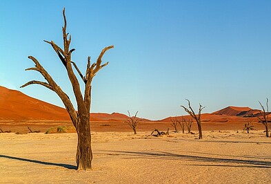 Kameldornbuamskelett vor den Dünen der Namib in Namibia