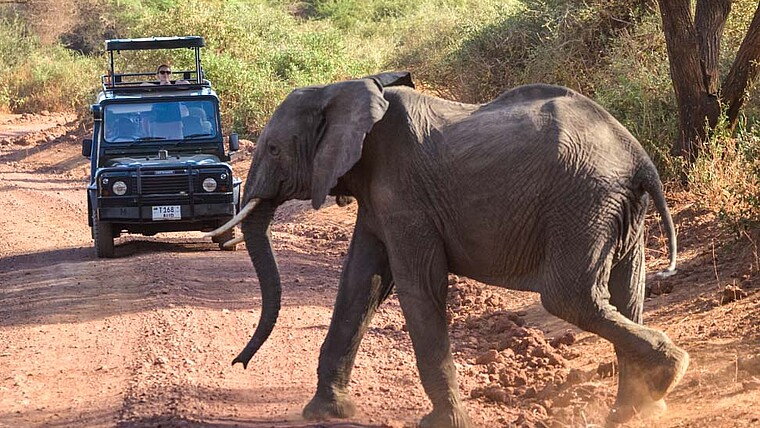 Elefant und Safari-Jeep im Selous Game Reserve in Tansania auf der Reise Ruaha