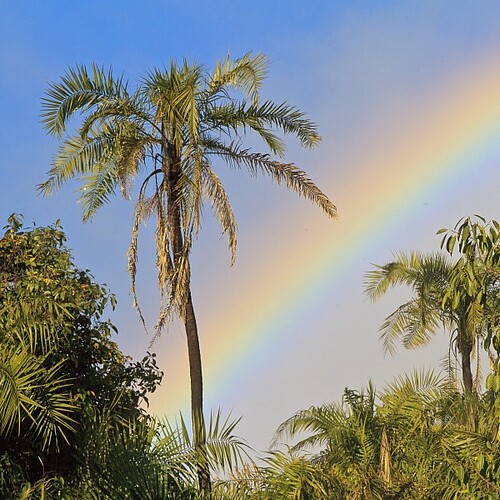 Regenbogen mit Palme an den Victoria Wasserfällen in Simbabwe