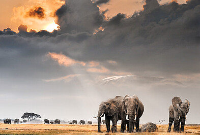 Samburu-Amboseli afrikanischer Elefant im Sonnenuntergang.