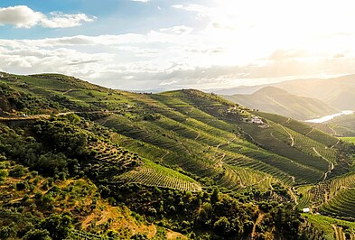 Grüne Weinhänge in Portugals Douro-Tal