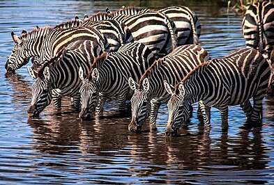 Zebras trinken an Wasserloch in Tansania