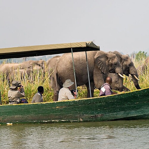 Bootsfahrt Safari Elefant Liwonde Nationalpark Malawi.