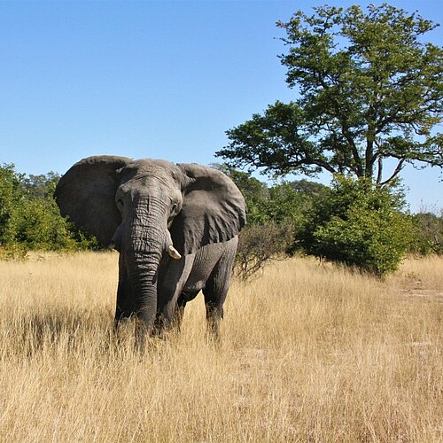 Elefant in der Khwai Concession im Okavango Delta in Botswana