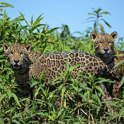 Jaguare im Pantanal in Brasilien