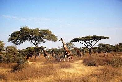 Giraffen vor Akazienbäumen in der Serengeti.