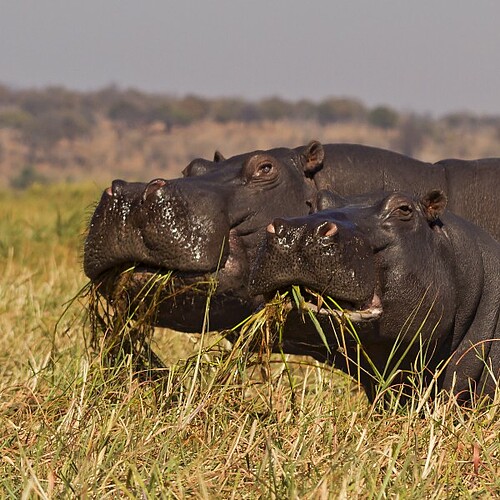 Porträt von zwei Hippos im Chobe Nationalpark in Botswana