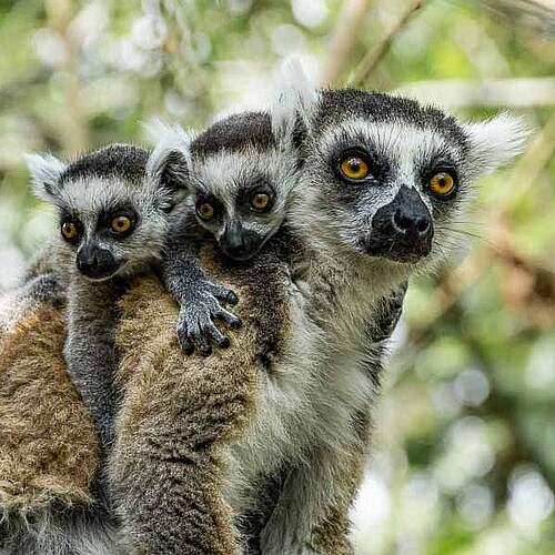 lemurengruppe in madagaskar