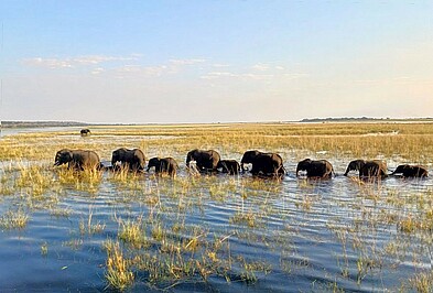 Elefanten-Herde im Fluss des Chobe Nationalpark in Botswana