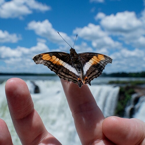 Schmetterling auf Hand vor den Iguazú-Wasserfällen 