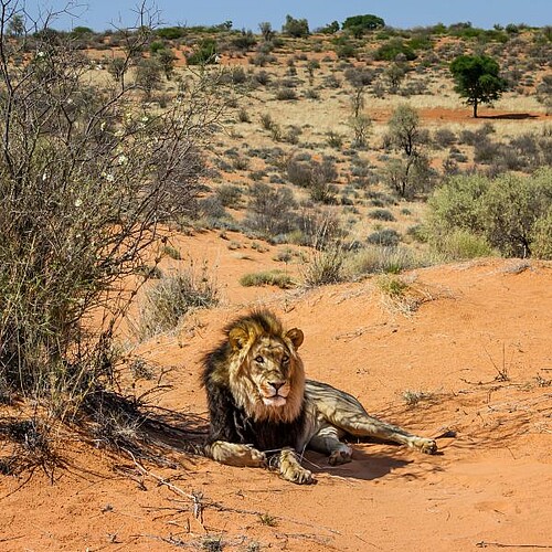 Löwe in der Kalahari Wüste
