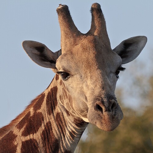 Porträt einer Giraffe im Chobe Nationalpark in Botswana