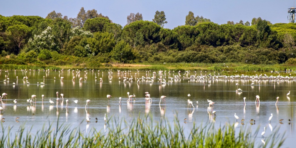 Flamingos im Coto de Donana Nationalpark in Andalusien