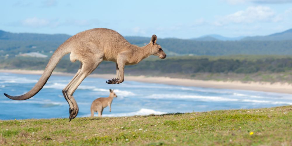 Känguru vor der Küste Australiens 