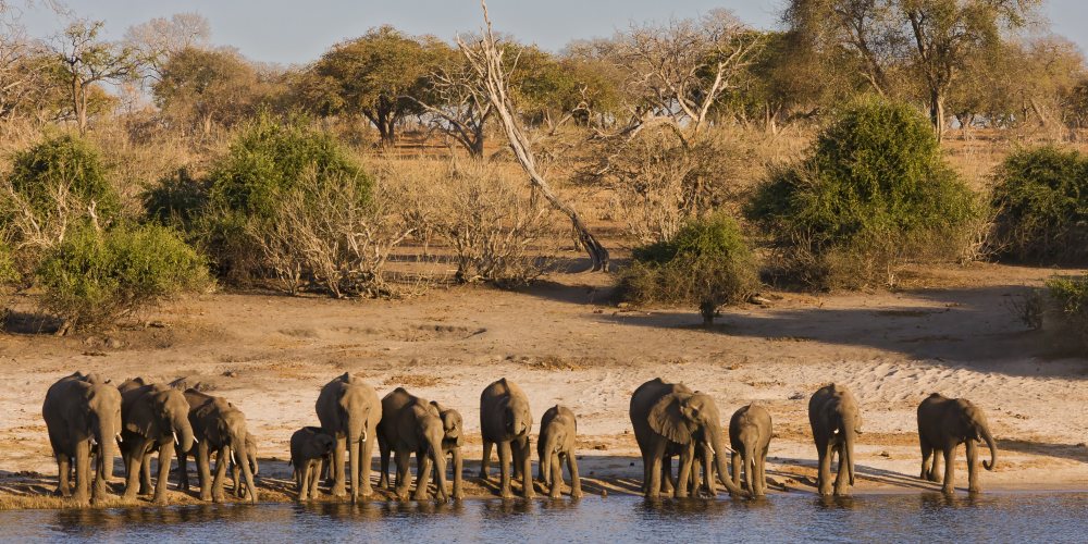 Elefantenherde am Ufer des Chobe im Chobe Nationalpark in Botswana