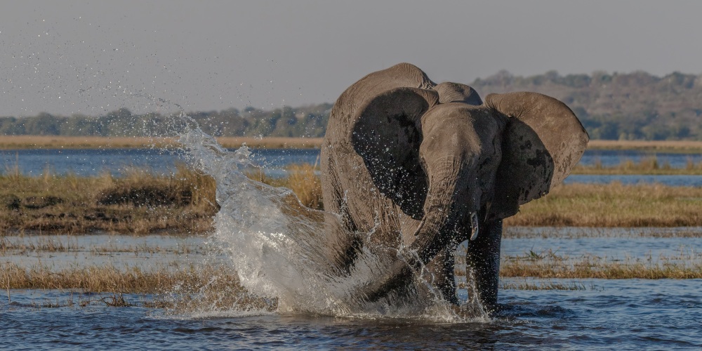 Planschender Elefant im Chobe Nationalpark in Botswana