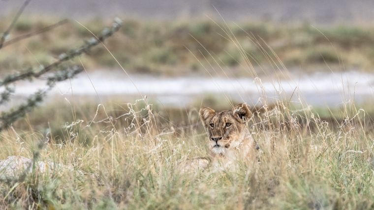 Löwe im hohen Gras im Etosha Nationalpark in namibia