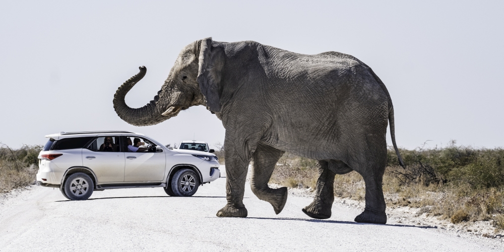 Elefant und Fahrzeug im Etosha Nationalpark in Namibia