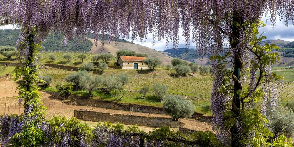 Blick durch blütenbehangene Pergola im Douro-Tal in Portugal