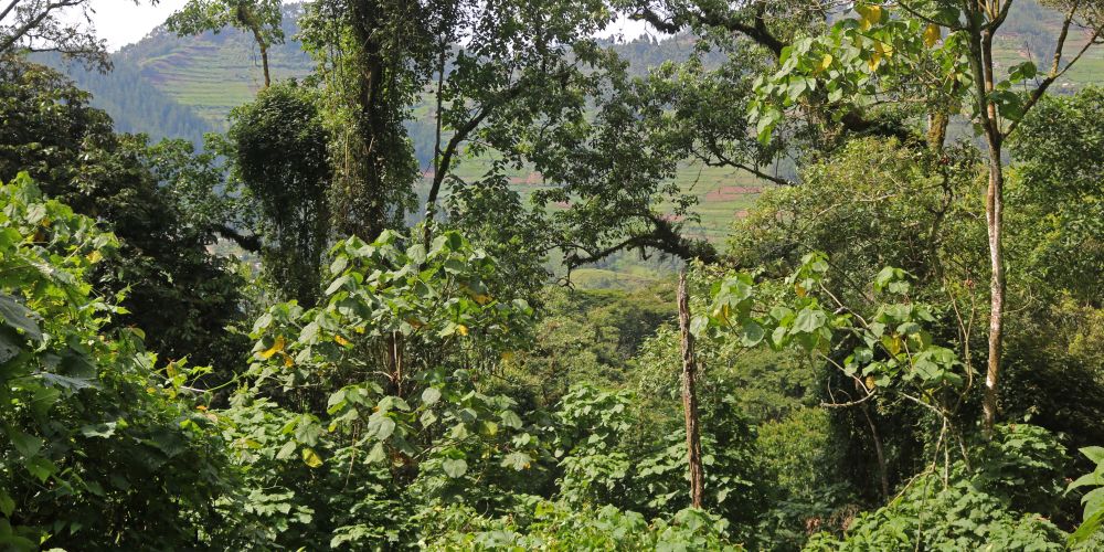 Bergregenwald Bwindi Impenetrable Forest Nationalpark in Uganda