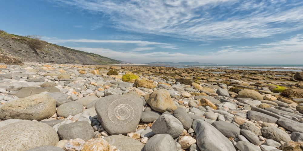 Fossilie am Strand von Lyme Regis an der Jurassic Coast in Südengland