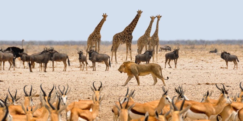 Löwe, Antilopen und Giraffen im Etosha Nationalpark in Namibia