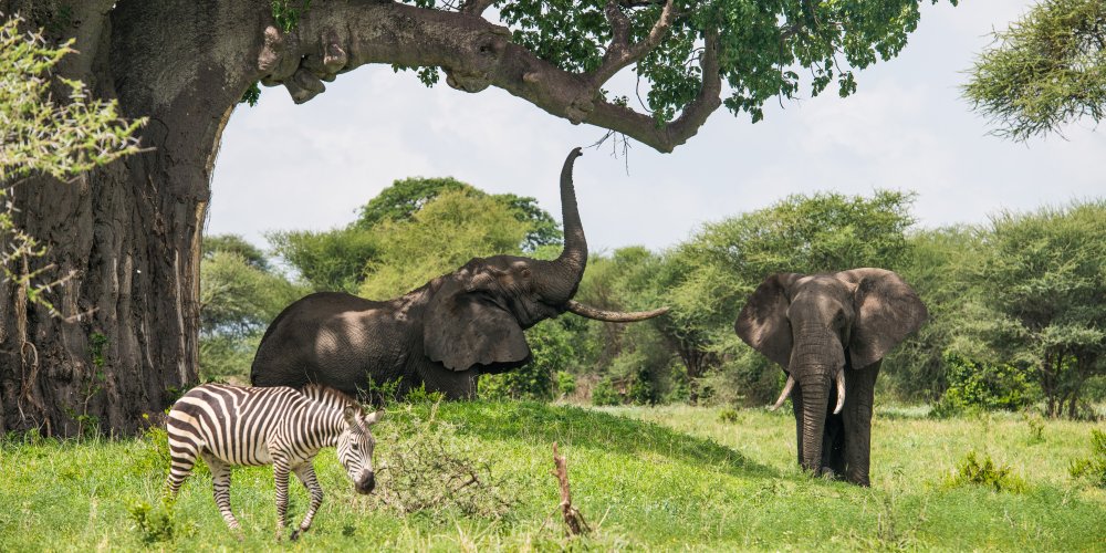 Elefanten und ein Zebra an einem Affenbrotbaum im Tarangire Nationalpark in Tansania