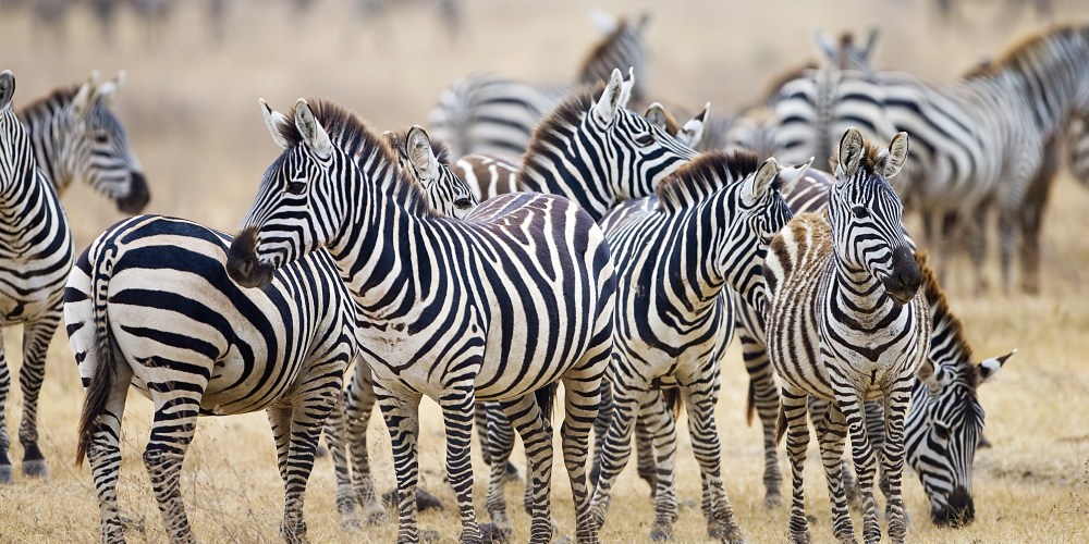 Zebras in der Serengeti in Tansania