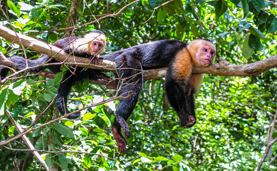 Zwei auf einem Baum liegende Affen im Reservat Gandoca Manzanillo in der Karibik auf der Reise Kolibri.