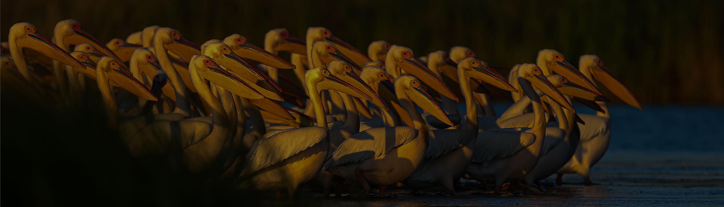 Rumänien Pelikane Kolonie Wasser