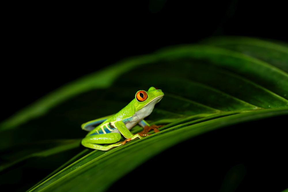 "Exotischer Frosch mit roten Augen auf einem grünen Blatt